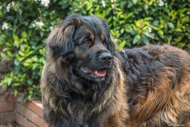 German Dog Breeds: A Visual Guide to 50 Popular Canines
