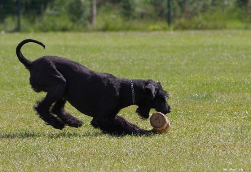 German Dog Breeds: A Visual Guide to 50 Popular Canines