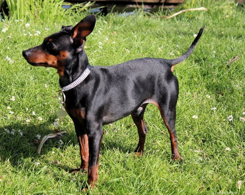 German Dog Breeds: A Visual Guide to 50 Popular Canines
