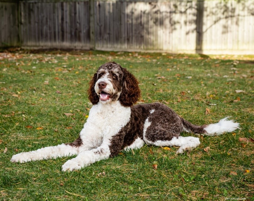 German Dog Breeds: A Visual Guide to 50 Popular Canines