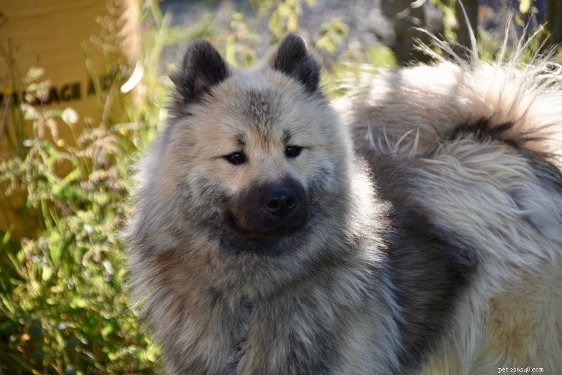 German Dog Breeds: A Visual Guide to 50 Popular Canines
