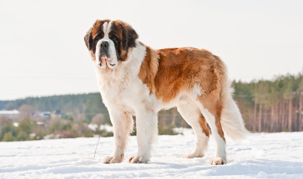 16 Majestic Giant Dog Breeds: Size, Traits & Care