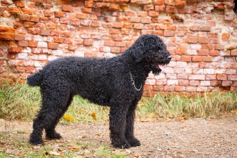 16 Majestic Giant Dog Breeds: Size, Traits & Care