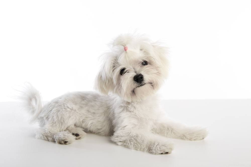 Top 15 Dog Breeds Perfect for Apartment Living