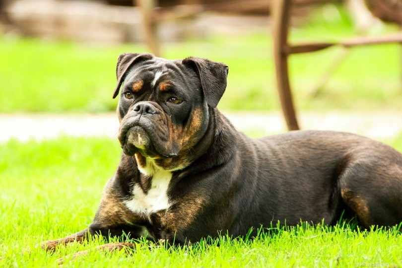 Top 15 Dog Breeds Perfect for Apartment Living