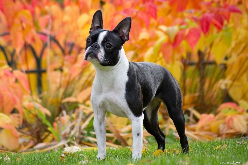 Top 15 Dog Breeds Perfect for Apartment Living