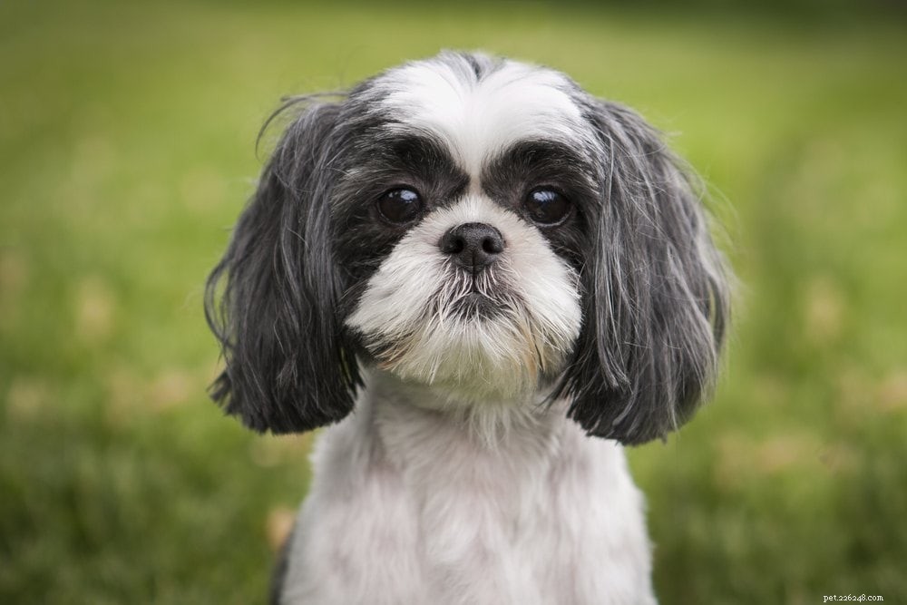 Top 15 Dog Breeds Perfect for Apartment Living