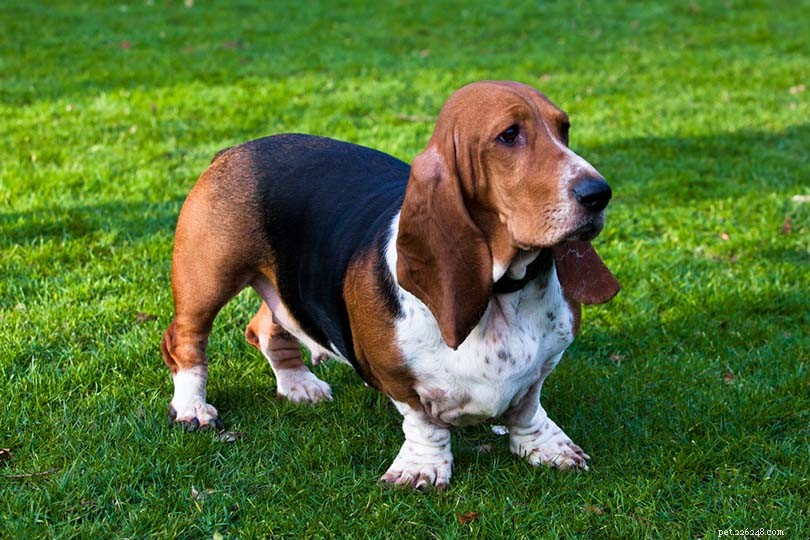 Top 15 Dog Breeds Perfect for Apartment Living