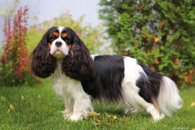 Top 15 Dog Breeds Perfect for Apartment Living