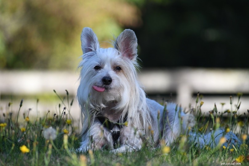 Top 15 Dog Breeds Perfect for Apartment Living