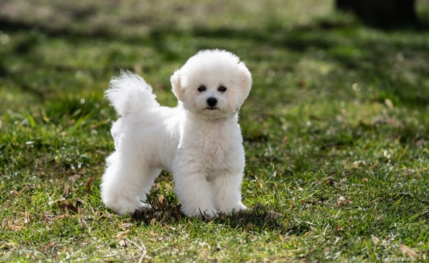 Top 15 Dog Breeds Perfect for Apartment Living