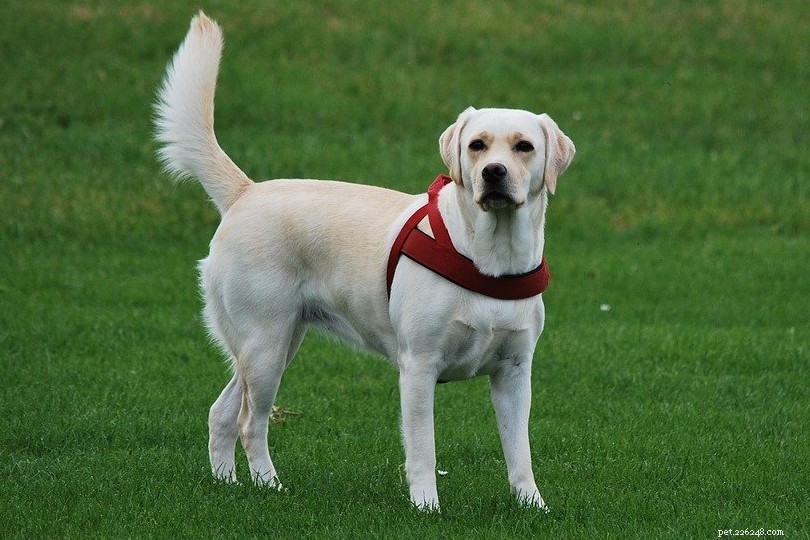Top 10 Family-Friendly Dog Breeds for Kids