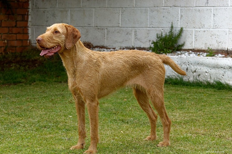 Top 10 Family-Friendly Dog Breeds for Kids