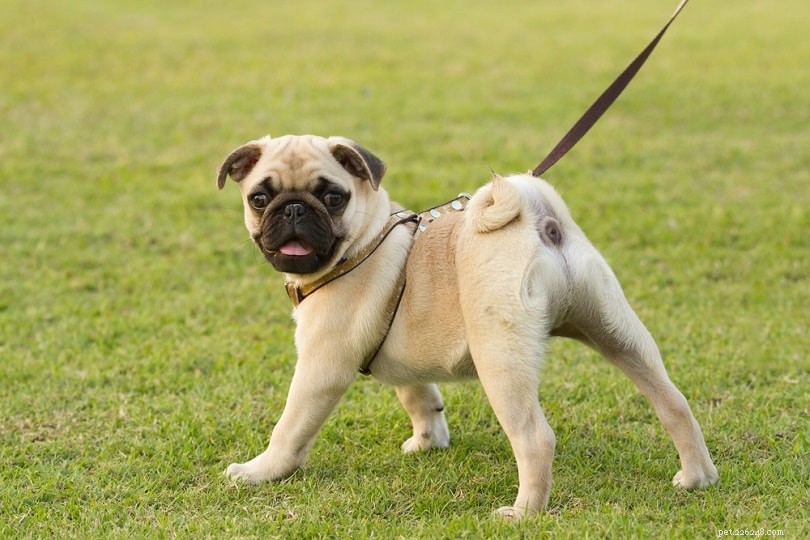 Top 10 Family-Friendly Dog Breeds for Kids