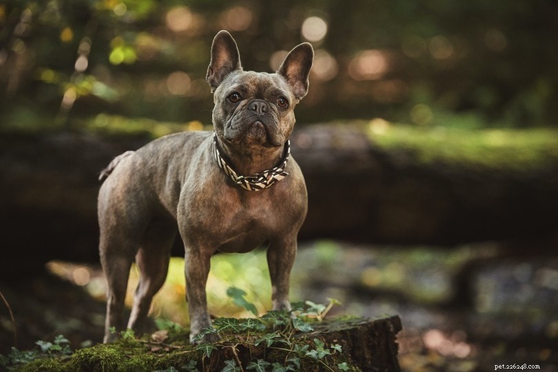Top 10 Family-Friendly Dog Breeds for Kids