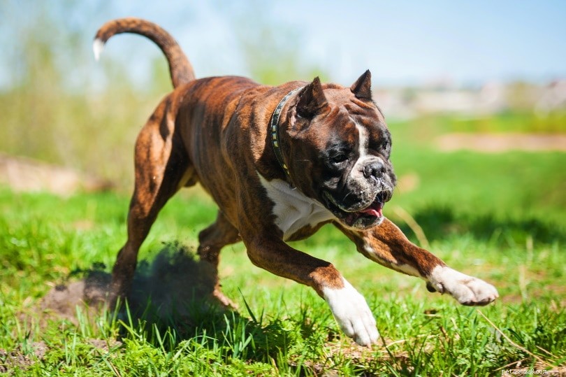 13 Best Guard Dog Breeds for Ultimate Home Protection