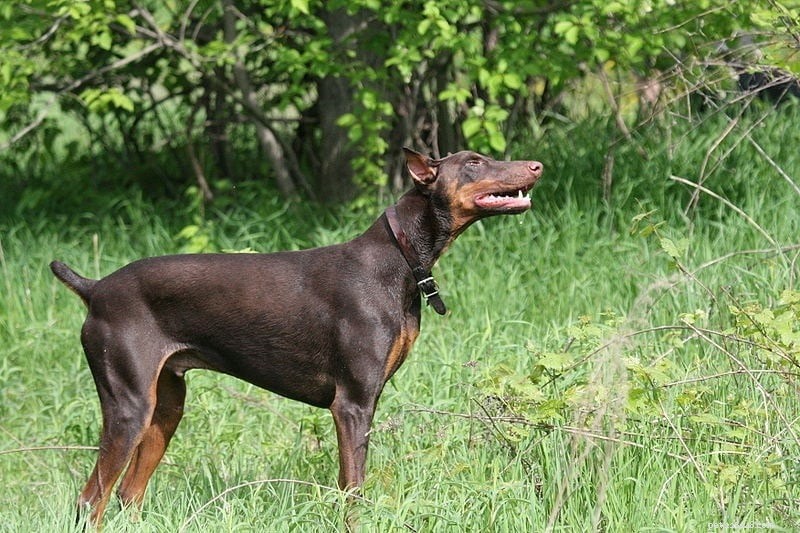 13 Best Guard Dog Breeds for Ultimate Home Protection