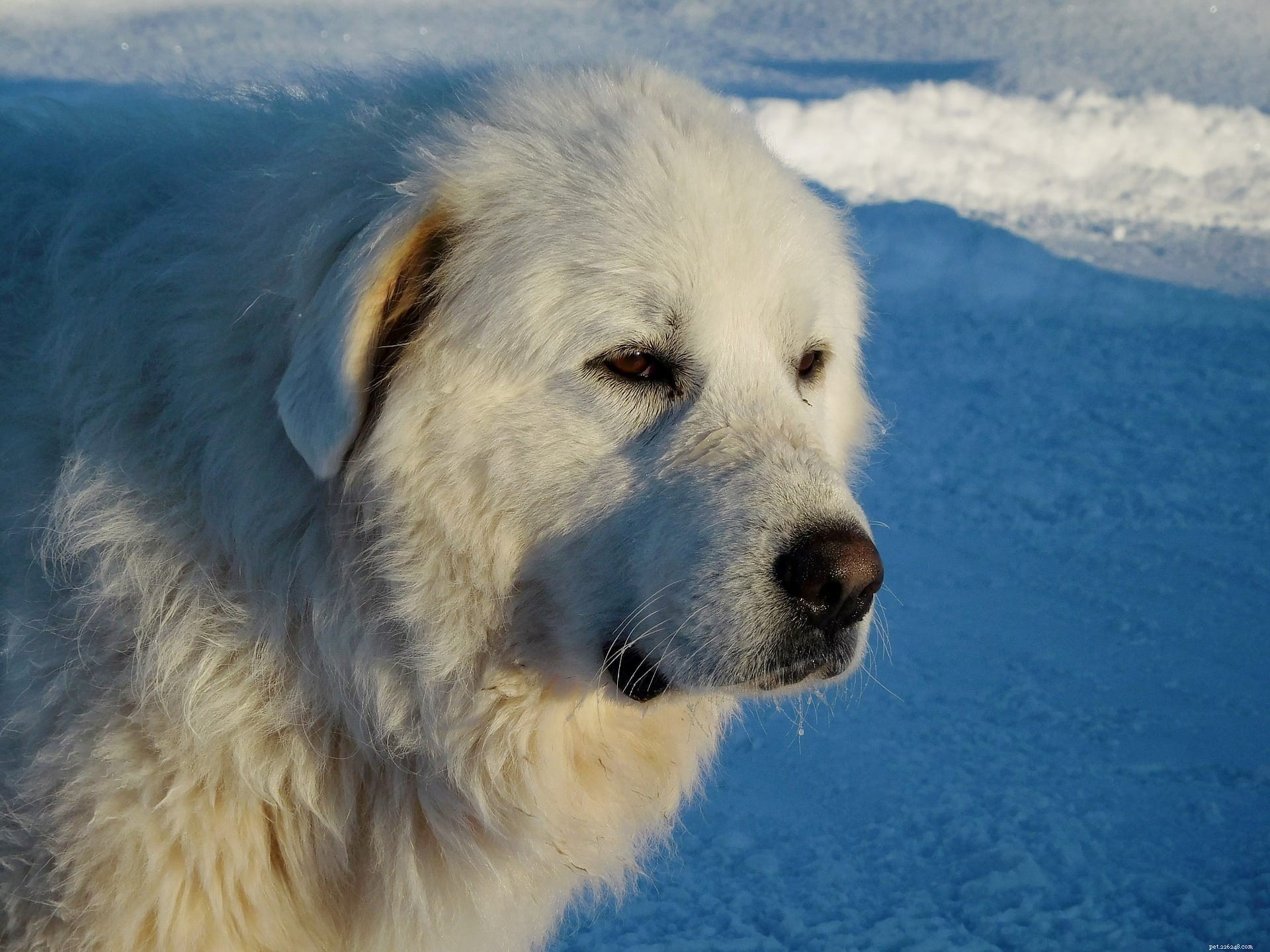13 Best Guard Dog Breeds for Ultimate Home Protection