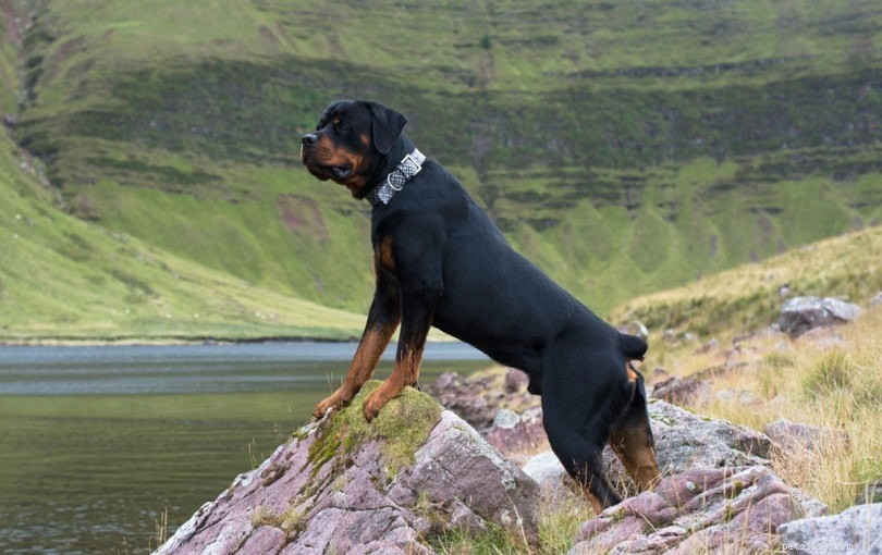 13 Best Guard Dog Breeds for Ultimate Home Protection
