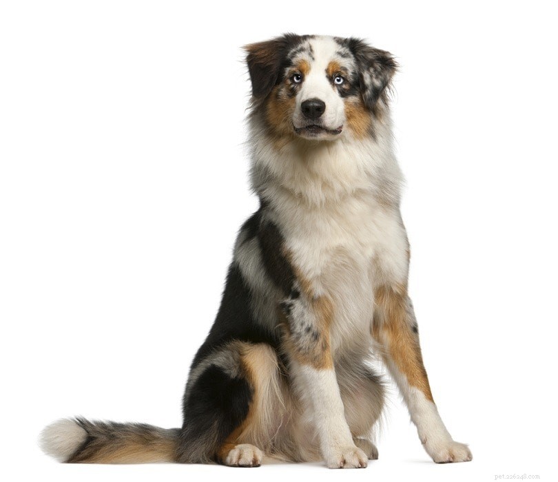 Top 22 Long‑Lived Dog Breeds: A Guide to Health & Longevity