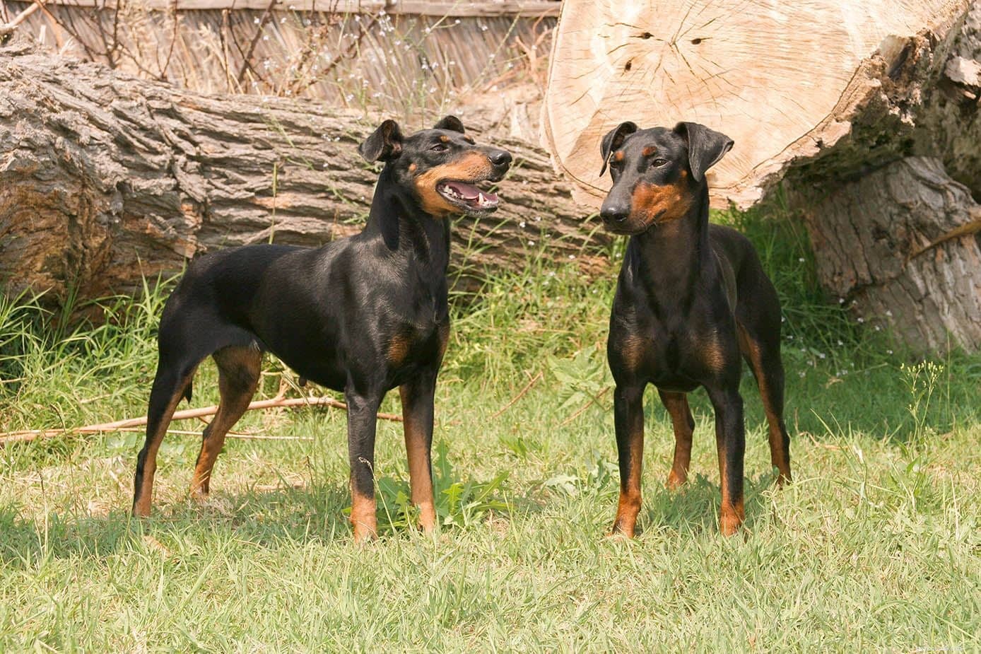 Top 22 Long‑Lived Dog Breeds: A Guide to Health & Longevity