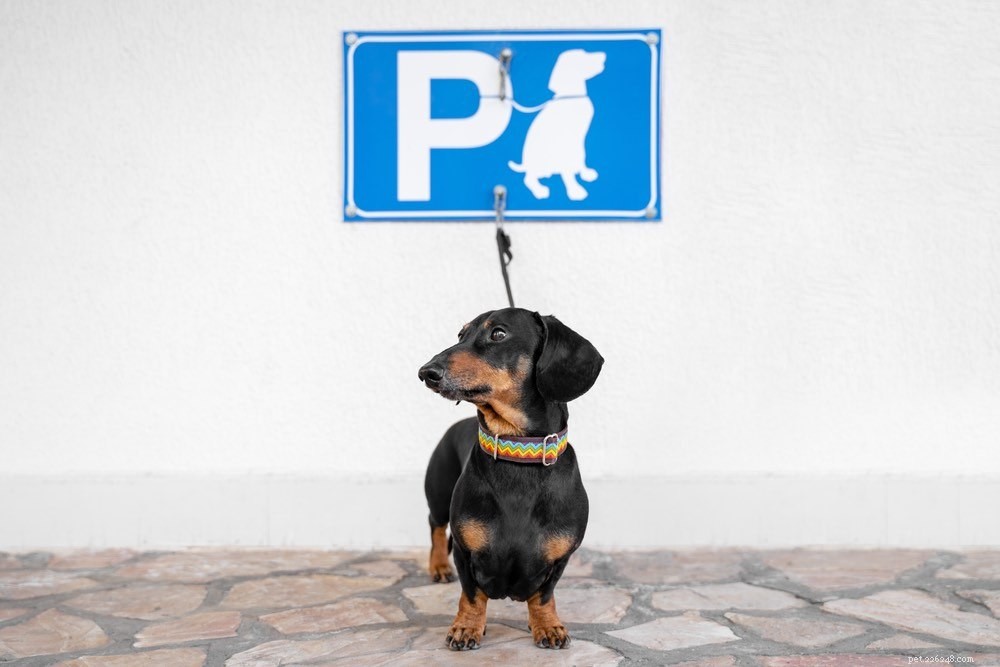Top 22 Long‑Lived Dog Breeds: A Guide to Health & Longevity