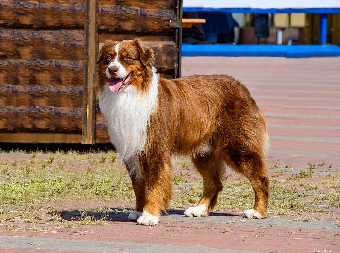 Top 22 Long‑Lived Dog Breeds: A Guide to Health & Longevity