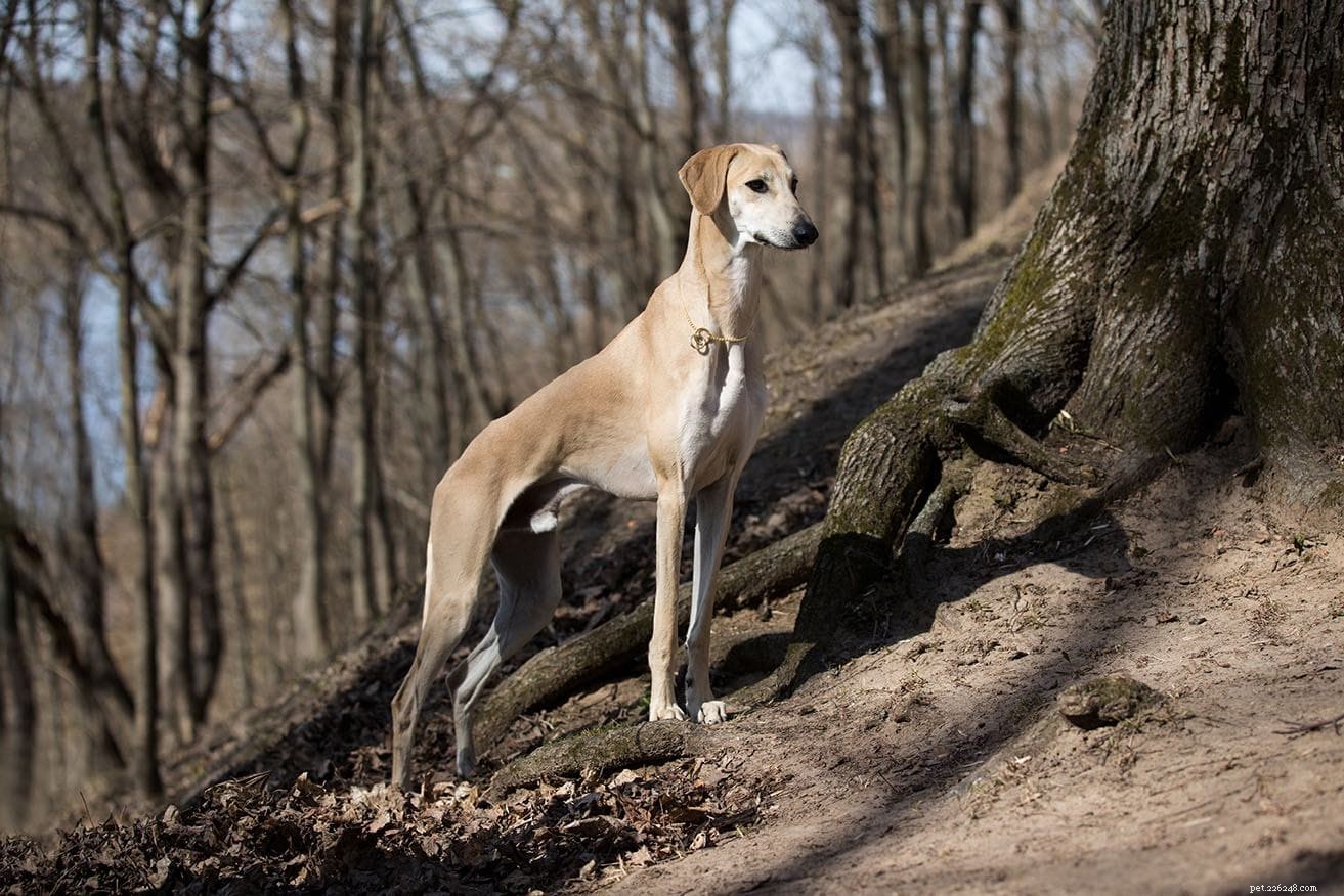 Top 22 Long‑Lived Dog Breeds: A Guide to Health & Longevity