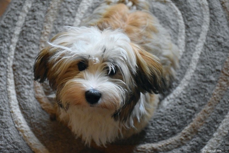Top 22 Long‑Lived Dog Breeds: A Guide to Health & Longevity