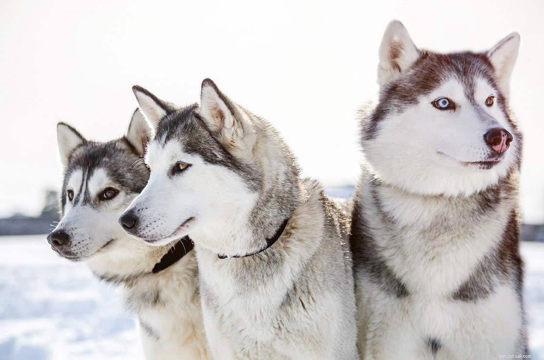 Top 22 Long‑Lived Dog Breeds: A Guide to Health & Longevity