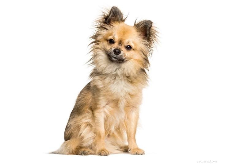 21 Fascinating Chinese Crested Dog Crosses