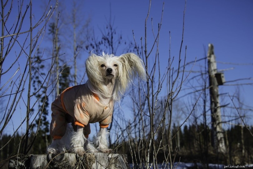 21 Fascinating Chinese Crested Dog Crosses