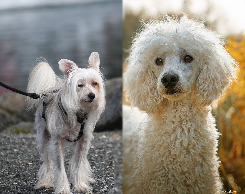 21 Fascinating Chinese Crested Dog Crosses