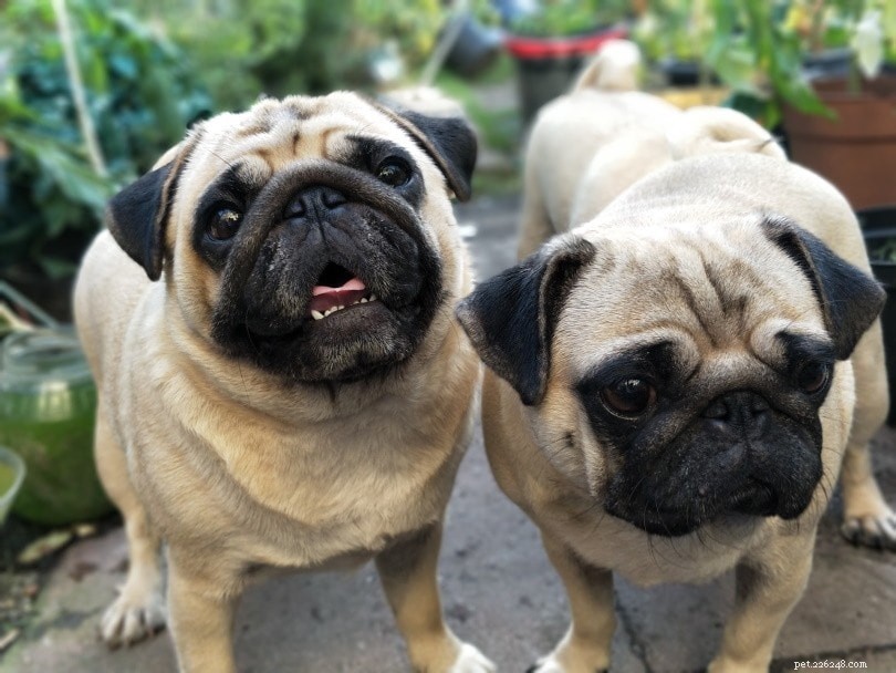 Top 12 Small Dog Breeds – Pictures & Expert Picks