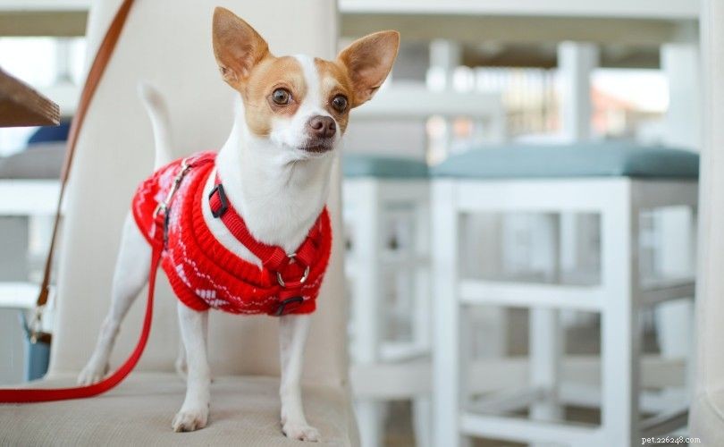 Top 12 Small Dog Breeds – Pictures & Expert Picks