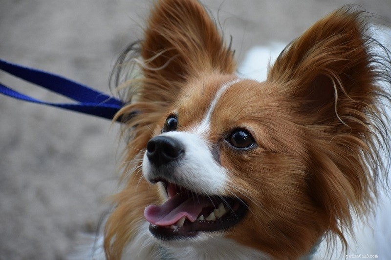 Top 12 Small Dog Breeds – Pictures & Expert Picks
