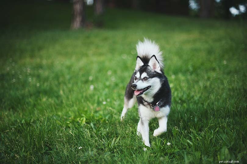 Top 15 Miniature Dog Breeds: Small Companions for Modern Homes