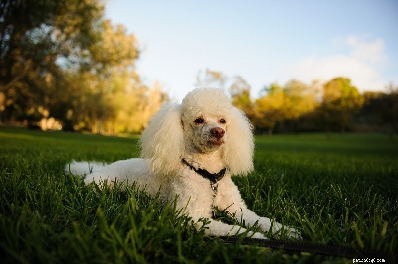 Top 15 Miniature Dog Breeds: Small Companions for Modern Homes