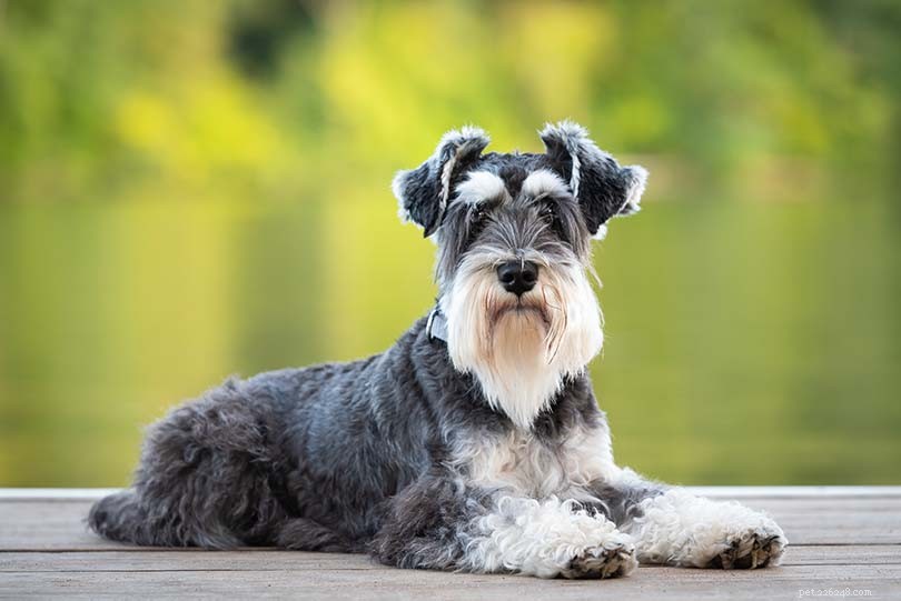 Top 15 Miniature Dog Breeds: Small Companions for Modern Homes