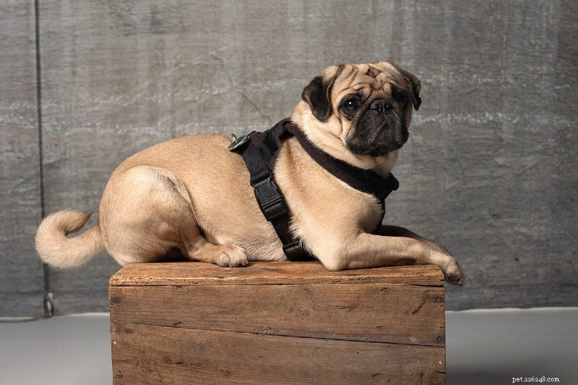 Top 15 Miniature Dog Breeds: Small Companions for Modern Homes