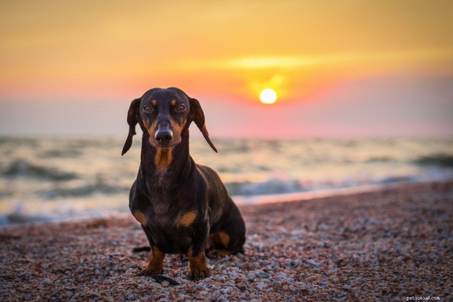Top 15 Miniature Dog Breeds: Small Companions for Modern Homes
