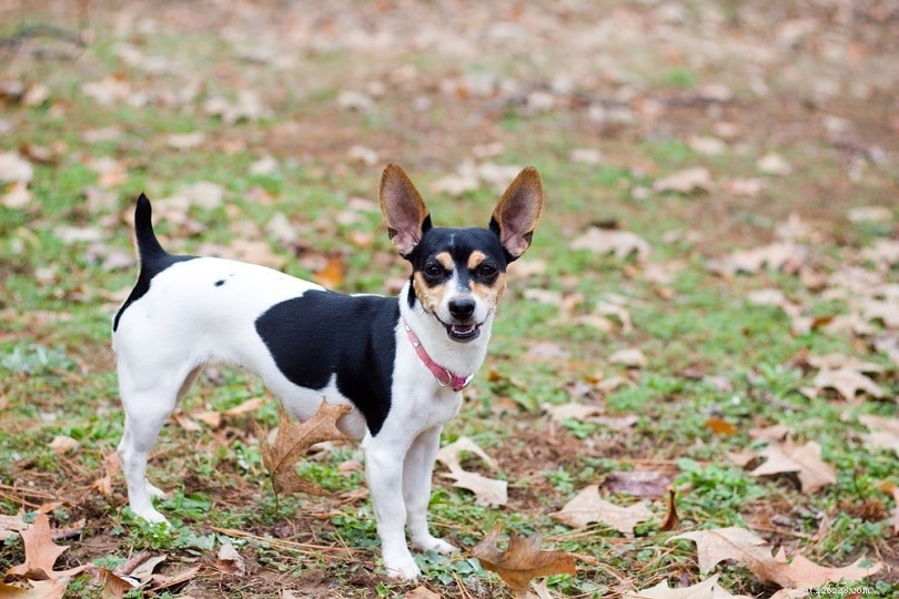 Top 15 Miniature Dog Breeds: Small Companions for Modern Homes