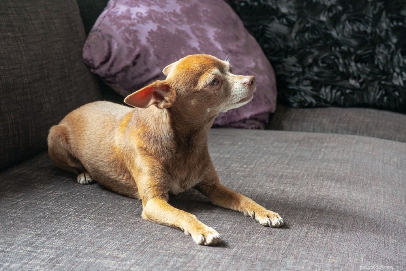Top 15 Miniature Dog Breeds: Small Companions for Modern Homes