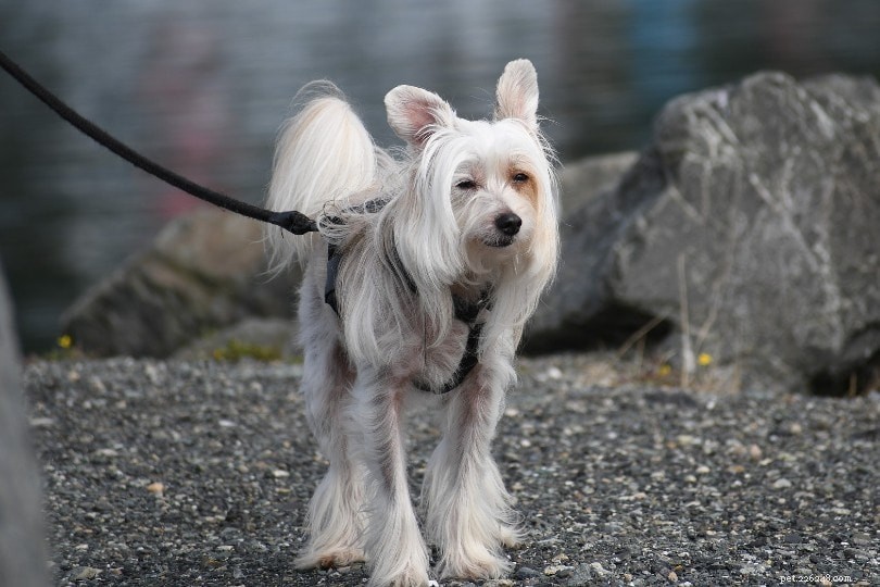 Top 15 Miniature Dog Breeds: Small Companions for Modern Homes