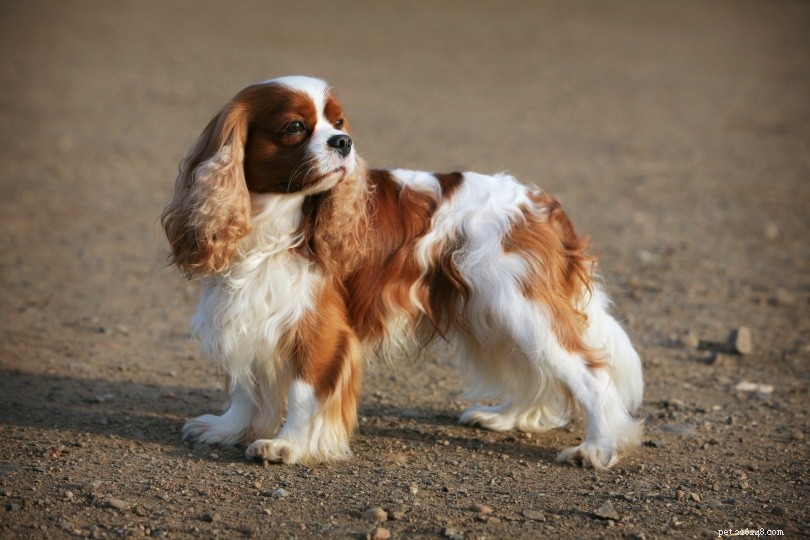 Top 15 Miniature Dog Breeds: Small Companions for Modern Homes