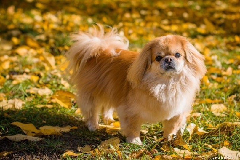 Top 15 Miniature Dog Breeds: Small Companions for Modern Homes
