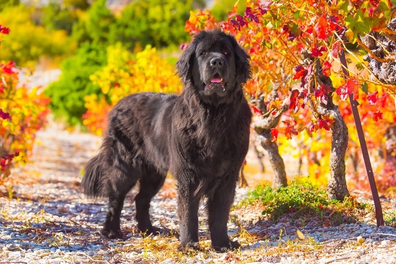 10 Mountain Dog Breeds: Rugged, Resilient, and Ready for Adventure