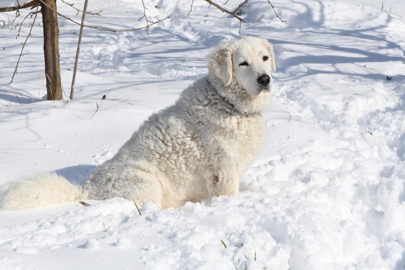 10 Mountain Dog Breeds: Rugged, Resilient, and Ready for Adventure