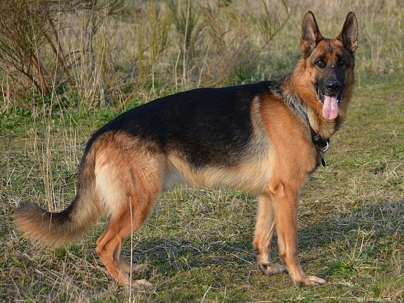 Top 20 Dog Breeds of 2022: A Trusted Guide with Photos
