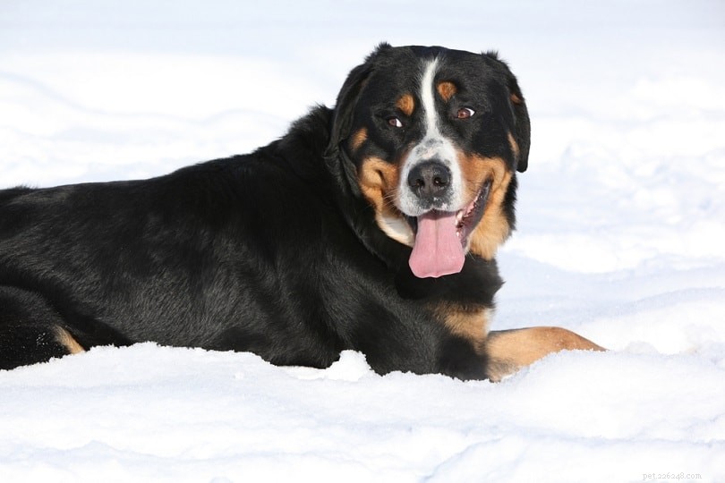 10 Mountain Dog Breeds: Rugged, Resilient, and Ready for Adventure